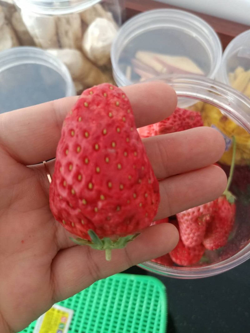 草莓冻干机 (1)