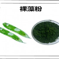裸藻速溶粉 新资源食品原料 裸藻粉