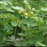 蔓荆子提取物 蔓荆子粉