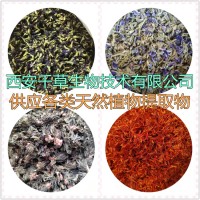 大黑蒿提取物大黑蒿浓缩粉大黑蒿浸膏粉