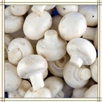 双孢菇提取物 全水溶喷雾干燥粉末 资质齐全 可提供小样