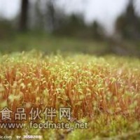 麦芽提取物-价格   麦芽浸膏