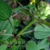 茜草提取物-厂家  茜草浸膏