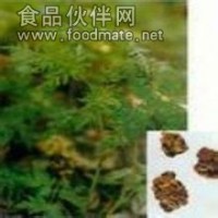 川芎提取物-厂家   现货包邮