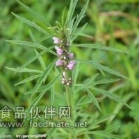 益母草提取物-厂家   益母草浸膏