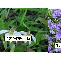 莎草提取物-厂家   莎草粉