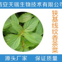 狭基线纹香茶菜提取物   狭基线纹香茶菜粉