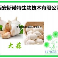 大蒜提取物  10:1 大蒜粉 现货供应