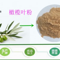 橄榄叶粉 厂现货批发 超微细粉 长期供应