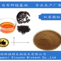 红茶菌粉 99%含量 红茶菌提取物 生产厂家 包邮