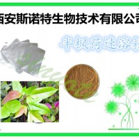 半枫荷浸膏粉 10:1 20:1 等 半枫荷粉 规格多种