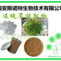 还魂草提取物 还魂草粉 10:1 TLC检测 包邮