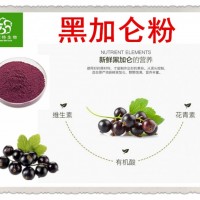 黑加仑粉 黑加仑提取物 花青素 花色苷25% 天然饮料原料