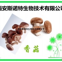 香菇提取物 香菇多糖 包邮 可定做