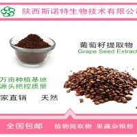 葡萄籽提取物 原花青素95% 天然剂 食品级