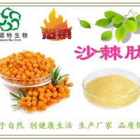 沙棘多肽 沙棘提取 85%规格 斯诺特生物 生产厂家