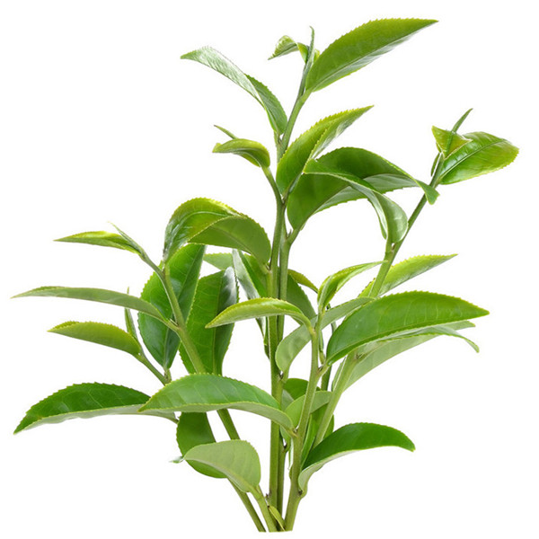 绿茶-01