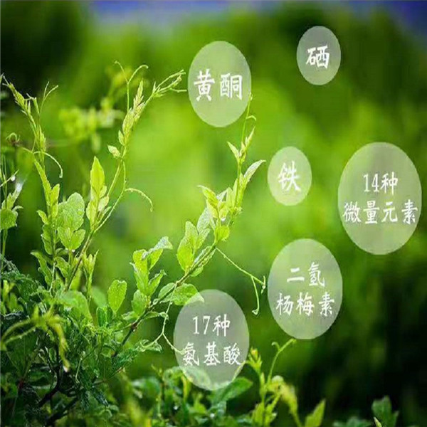 显齿蛇葡萄叶 藤茶-02