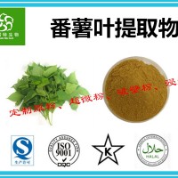 番薯叶提取物 番薯叶速溶粉 99%水溶 备案厂家 批发价