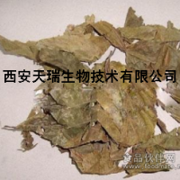 布枯叶提取物 10:1 布枯叶粉