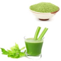 芹菜籽提取物 速溶芹菜粉 植物萃取 浓缩原料