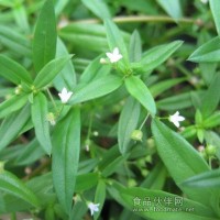 白花蛇舌草提取物  白花蛇舌草粉