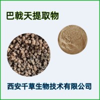 水溶性巴戟天提取物巴戟天粉 供应多规格巴戟天浓缩原液