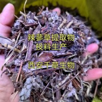 辣寥草提取物辣寥草浓缩粉辣寥草浸膏粉