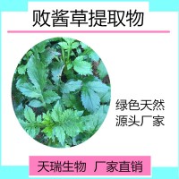 败酱草提取物10:1 天瑞植提厂家规格可定制