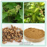 苍耳子提取物粉 苍耳子浸膏价格