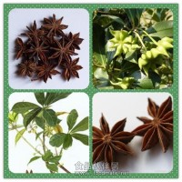 八角茴香粉 八角茴香提取物价格