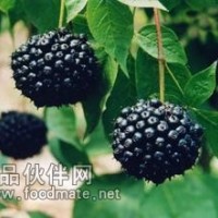 刺五加提取物粉 刺五加浸膏价格