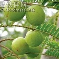 余甘子粉 余甘子提取物 余甘子浸膏价格