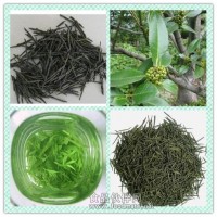 苦丁茶提取物粉 苦丁茶原粉