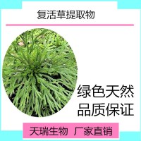 卷柏提取物 卷柏粉天瑞生物现货